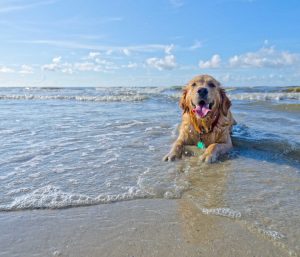 A happy dog playing on the sandy beach, enjoying the sunshine and ocean breeze.